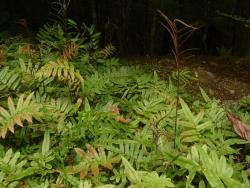 Blechnum procerum. Mature plants with prostrate sterile fronds, and erect fertile fronds on long stipes.
 Image: L.R. Perrie © Te Papa CC BY-NC 3.0 NZ